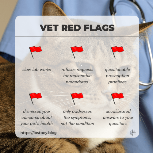 How to Choose Your Vet Red Flags